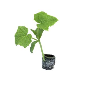 Cucumber – Adam Gherkin (Pickling)