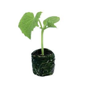 Cucumber – Salt & Pepper (Pickling)