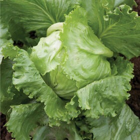 Lettuce – Crispino (Like Iceberg)