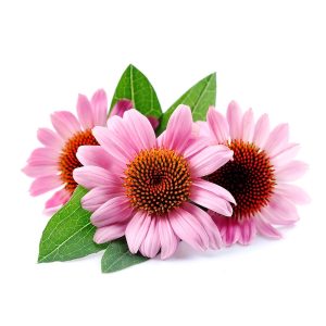 Echinacea – Coneflower
