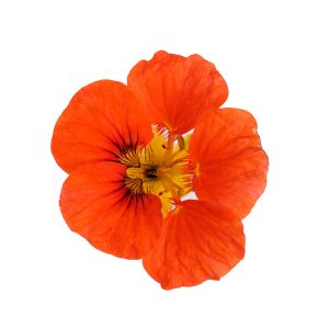 Nasturtium