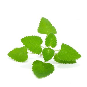 Catnip – Edgar’s