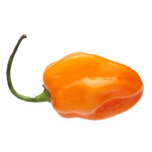 Pepper – Habanero