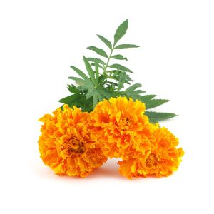 Marigold – Dwarf