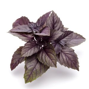 Basil – Purple