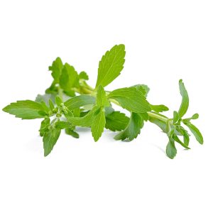 Stevia – Criole