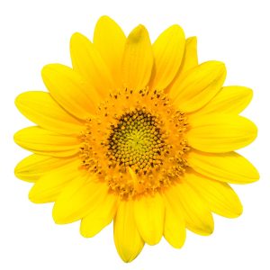 Sunflower – Dwarf