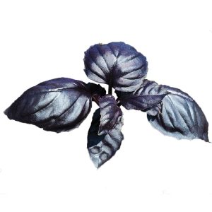 Basil – Amethyst Improved