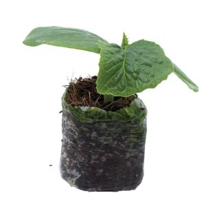 Cucumber – Little Leaf (Pickling)