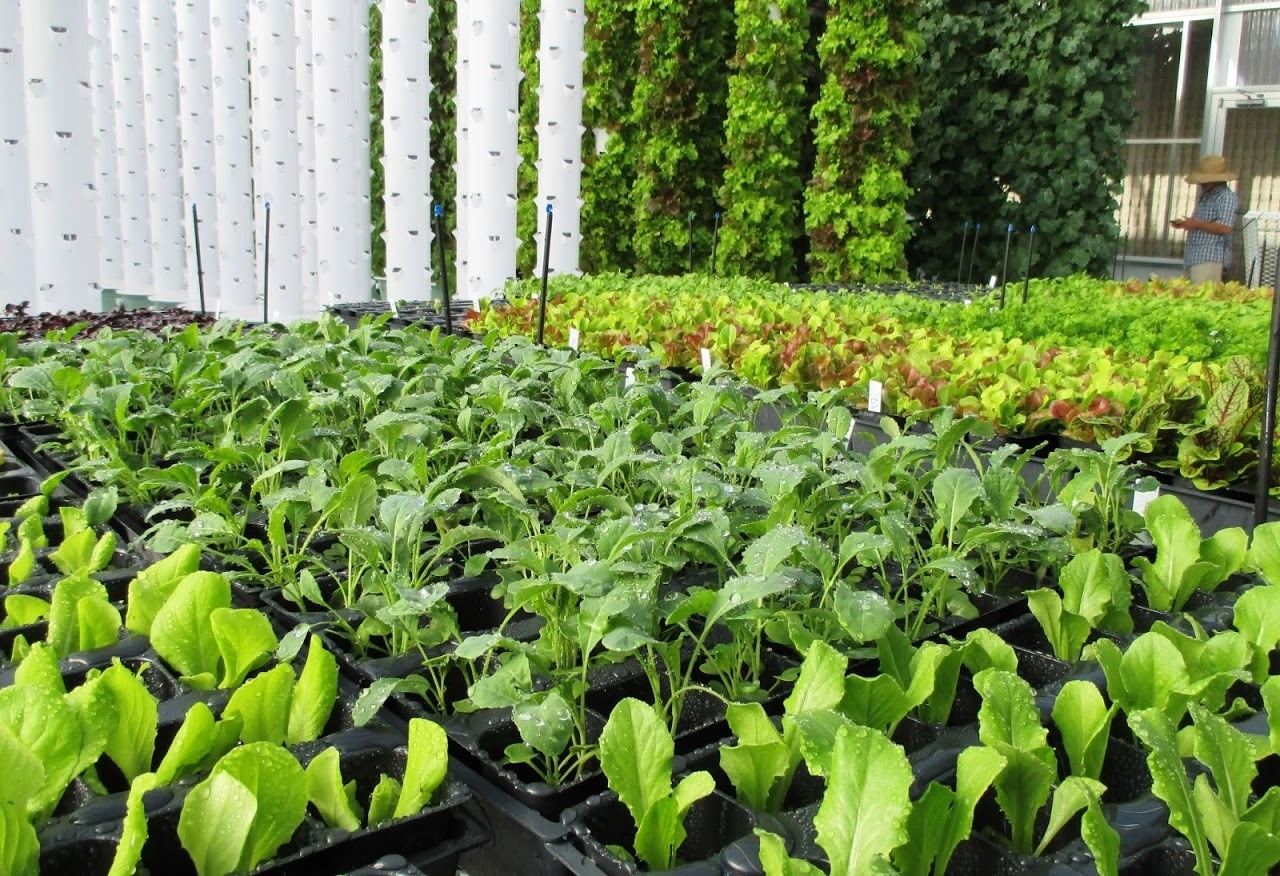 imgi_12_aeroponic-greenhouse-tower-garden-3