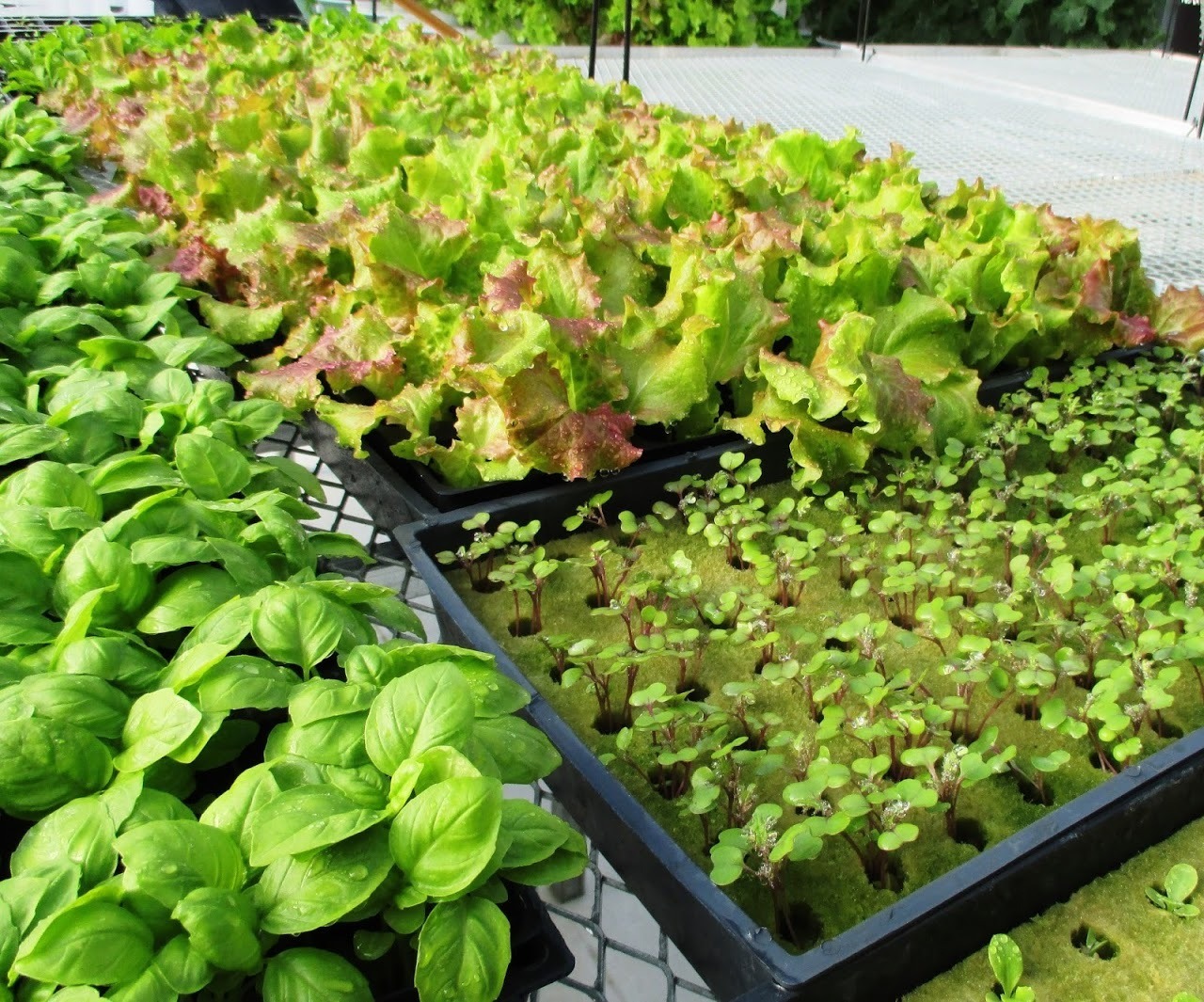 imgi_14_aeroponic-greenhouse-tower-garden-5 (1)