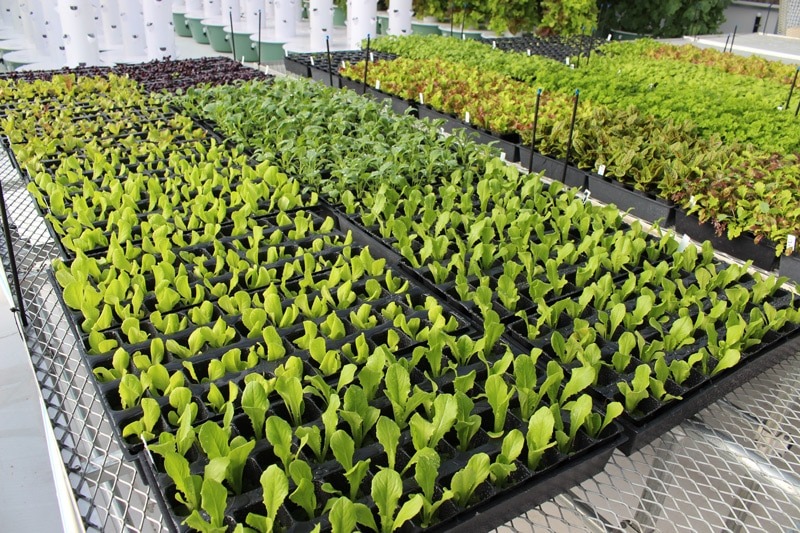 imgi_33_tower-garden-aeroponic-seedlings-7