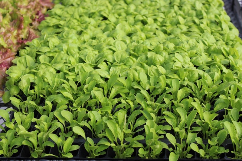 imgi_34_tower-garden-aeroponic-seedlings-3