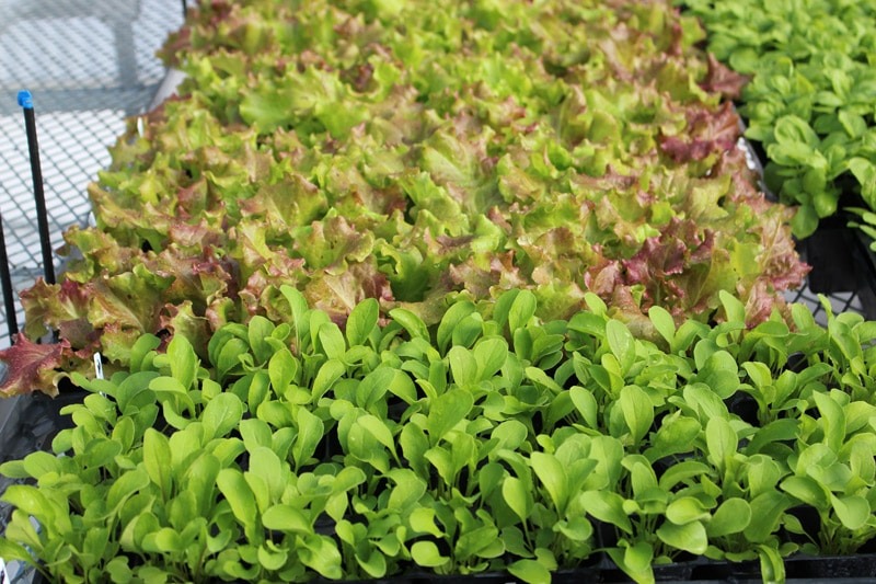 imgi_35_tower-garden-aeroponic-seedlings-2