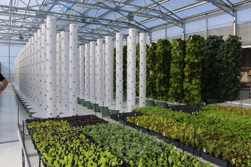 imgi_36_tower-garden-aeroponic-seedlings-6