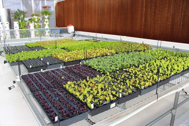 imgi_37_tower-garden-aeroponic-seedlings-5