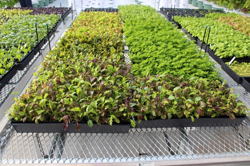 imgi_39_tower-garden-aeroponic-seedlings-8