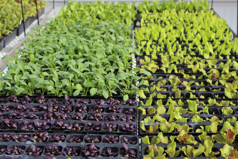 imgi_40_tower-garden-aeroponic-seedlings-4