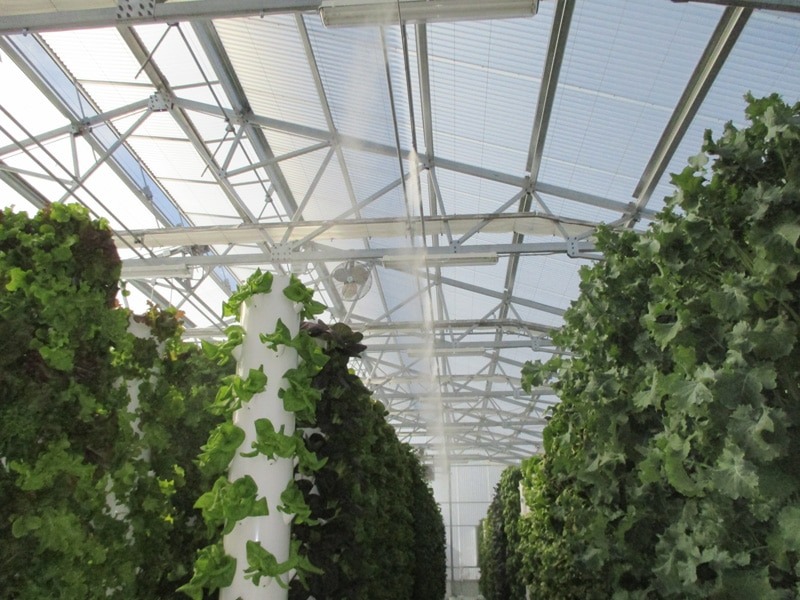 imgi_4_true-garden-mesa-arizona-9