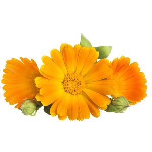 Calendula