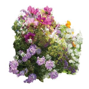 Beneficial Insect Attractant