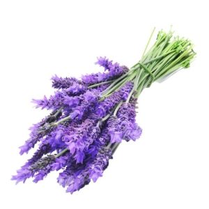 Lavender – Munstead