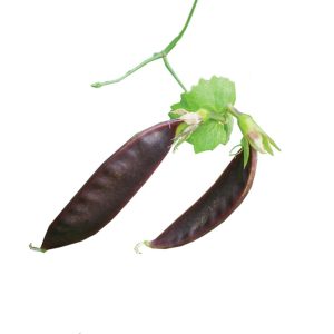 Snap Peas – Royal Snow (Purple)