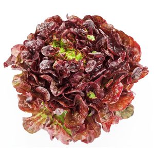 Lettuce – Cherokee (Summer Crisp)