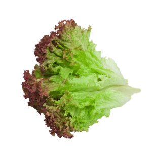 Lettuce – Magenta (Summer Crisp)