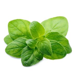 Oregano – Greek