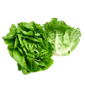 Lettuce – Adriana (Butterhead)