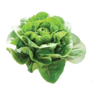 Lettuce – Dragoon (Mini Romaine)