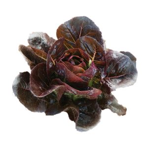 Lettuce – Truchas (Mini Romaine)