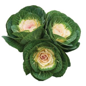Cutflower Kale – Crane White