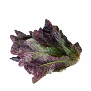 Lettuce – Breen (Mini Romaine)