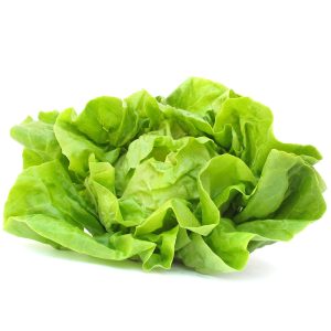 Lettuce – Rex (Butterhead/Bibb)