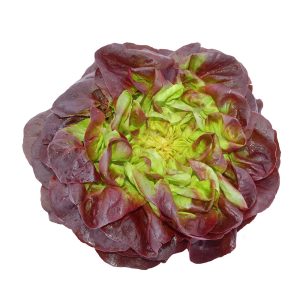 Lettuce – Skyphos (Butterhead)